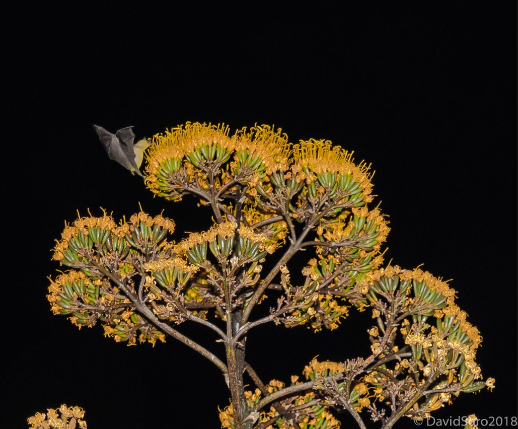 MexCultureDC's tweet photo. In 2010, the Mexicans @DavidSuroP and @rodrigomedellin created the #TequilaInterchangeProject and its #BatFriendly Tequila, an initiative to promote sustainable agave production and preserve this unique species.
📷 and 📹credits: David Suro P. https://t.co/59KmgEEPS1