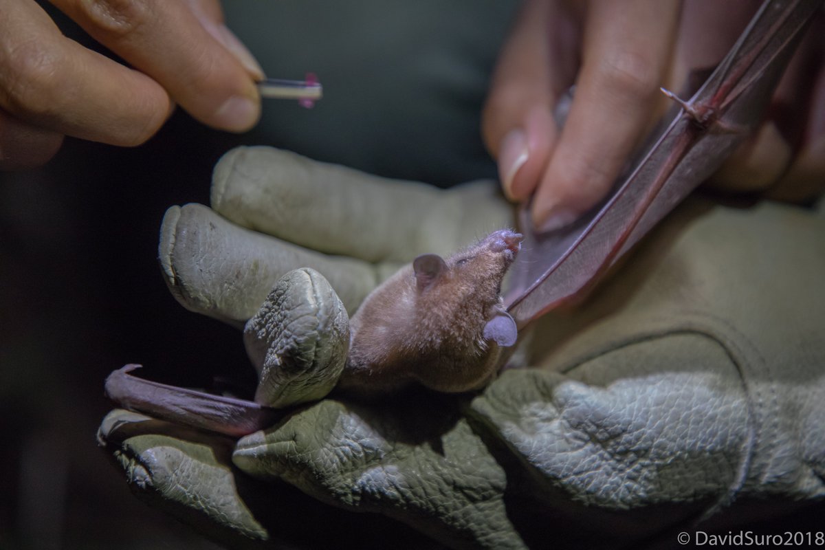 MexCultureDC's tweet photo. In 2010, the Mexicans @DavidSuroP and @rodrigomedellin created the #TequilaInterchangeProject and its #BatFriendly Tequila, an initiative to promote sustainable agave production and preserve this unique species.
📷 and 📹credits: David Suro P. https://t.co/59KmgEEPS1