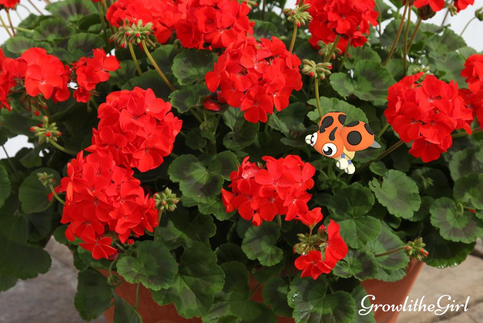 growlithegirl1's tweet photo. 🚨 Mega Battle Week
⏰ 11th September 8am until 17th September 10pm
🔥 Win 275 million battles to unlock Mega Houndoom
🐌 Increased bug type spawns
✨ Shiny Ledyba released
😈 New shadow Pokémon
#PokemonGO #NianticAR #GOsnapshot #MegaSeptember https://t.co/NRAvLNXufE