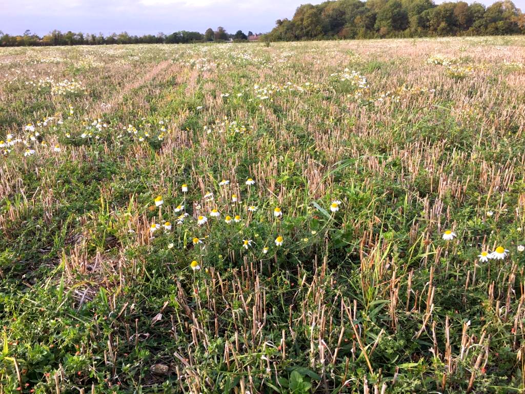 CRTWildlife's tweet photo. πΎ How many fields look like this and not just stubble or bare soil after harvest?! π
This is what CRT Lark Rise Farm stubble looks like post harvest - full of broad leaved weeds for insects to feed on!! π¦ π π
#wildlifefriendlyfarming #coloursofthecountryside #habitat https://t.co/yg38qw38zu