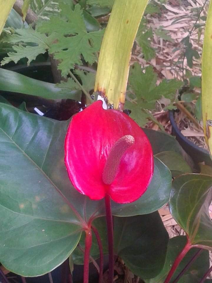 HawaiiShira's tweet photo. Thursday's Sunrise &amp; Anthurium —Na'alehu, Hawaii
@MaraGay @KeishaBottoms @ChrisCuomo @JoeBiden @KamalaHarris #LightShiningThrough https://t.co/alAA1lb1Q9