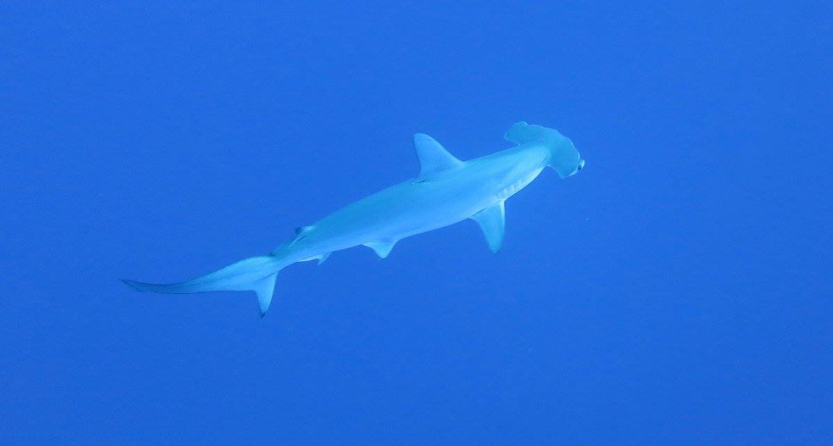 Scalloped hammerhead (Sphyrna lewini) These are endangered, so we were very lucky to see a couple.  #Mexico  #Revillagigedo  #soapbubbles