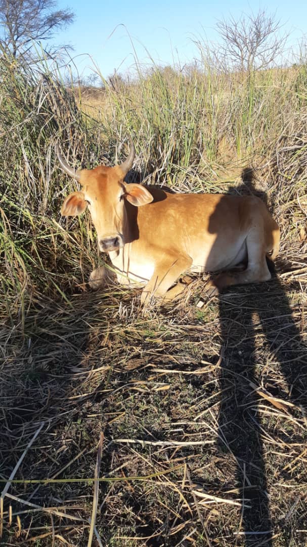 Mudhumeni Wabantu: tweet media