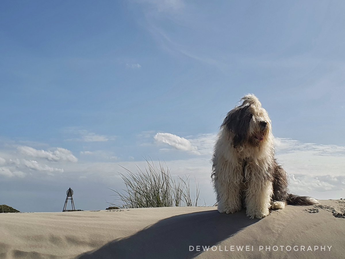 dewollewei's tweet photo. Scarlett
#oldenglishsheepdogs
#oes
#bobtail
#ameland
#dehon https://t.co/48wIkONbNx