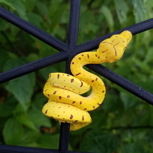 MorphMarket's tweet photo. Yellow Neonate UScbb Green Tree Python by Chung Reptiles, $1200 #treepythons #reptile #morph #pet #morphs #pets https://t.co/yrHU8f3Tl2 https://t.co/KecnRpt0t5