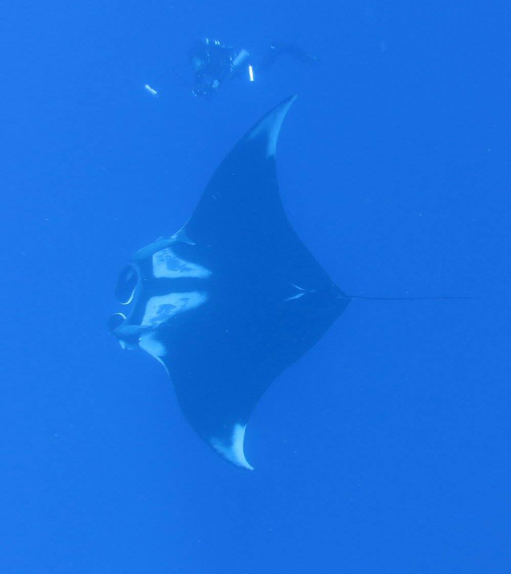Giant  #manta (Mobula birostris) Largest species of ray in the world. Gentle giants, and they love to play if in the right mood. They like you to spray bubbles for them to swim through.  #Mexico  #soapbubbles
