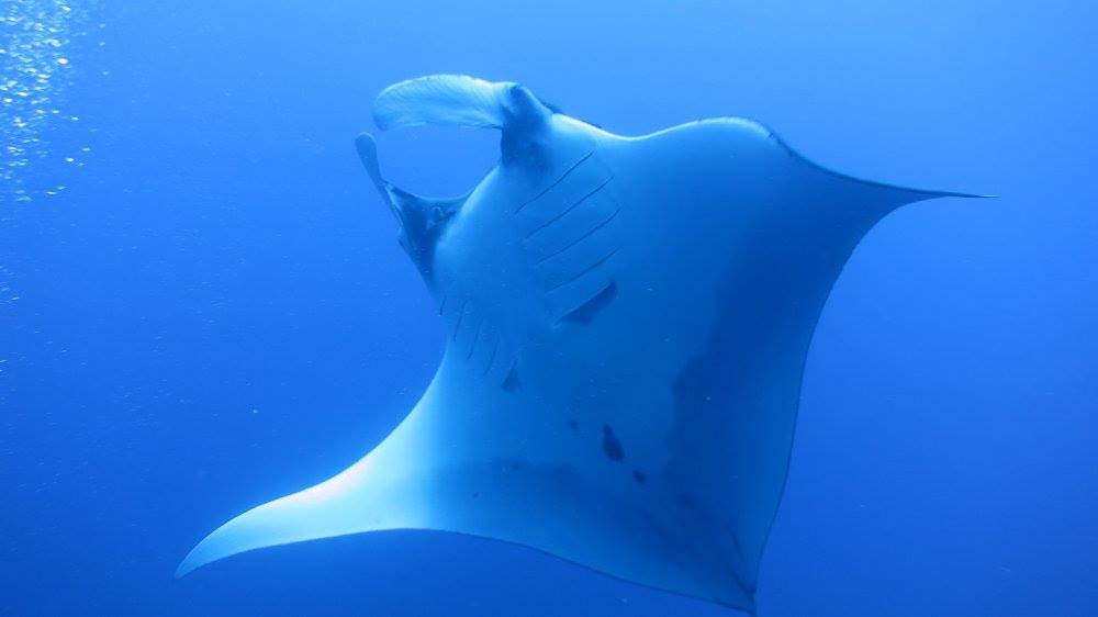 The spots on a manta's belly are as unique as a fingerprint, and conservation experts use them to help ID and track them.  #soapbubbles