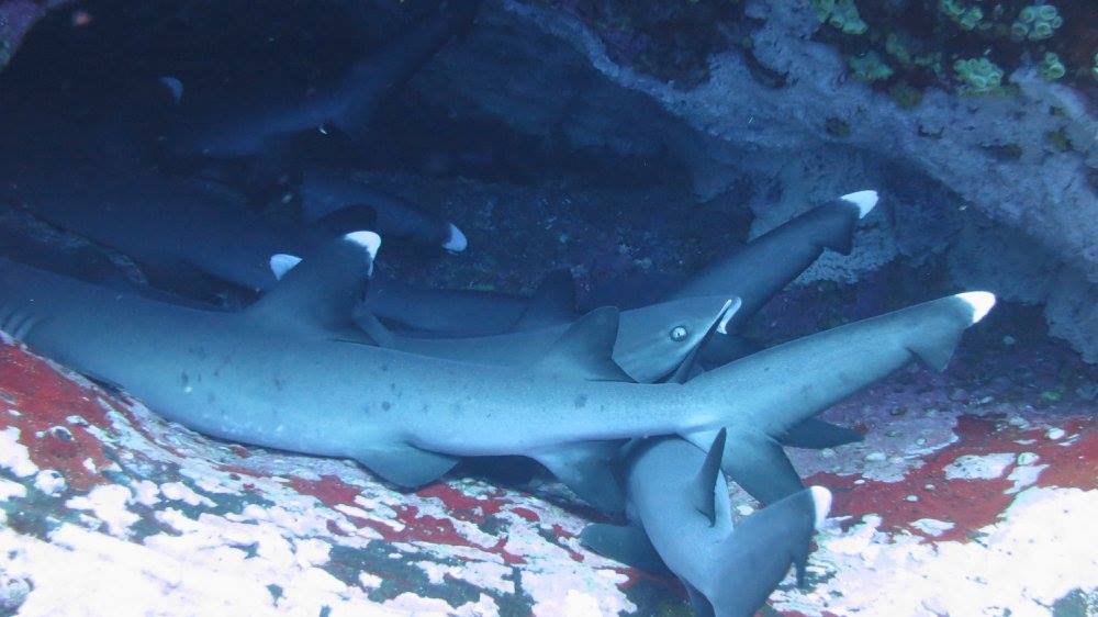 The rocks around the islands of the Revillagigedo Archipelago in Mexico are often stuffed with piles of juvenile whitetip reef sharks (Triaenodon obesus)