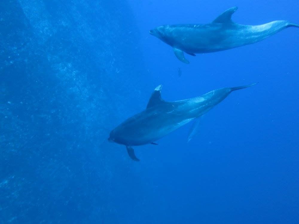 One of my most favourite things you can see on a dive: dolphins. These are Tursiops truncatus - common bottlenose at Socorro Island.  #soapbubbles  #Socorro  #Mexico