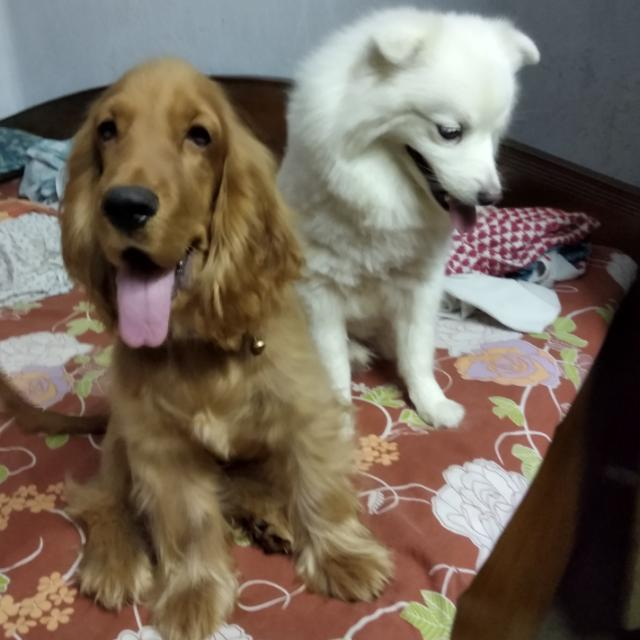 ArkeyaP's tweet image. #caninetrovert #doggy #Dog #doglovers