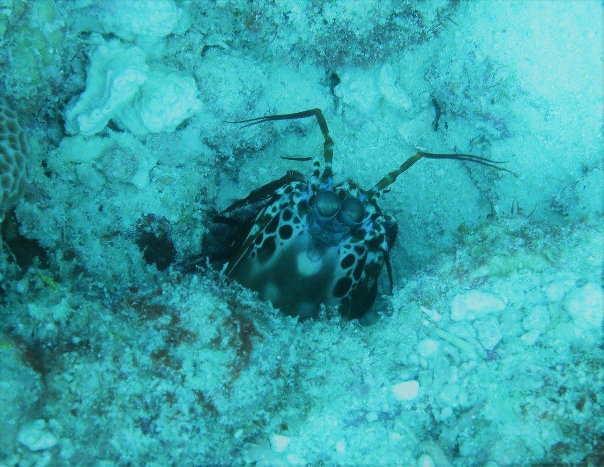 When I started diving I only cared about seeing the big stuff, but over the years have really fallen for a lot of the little critters you can see. This is a mantis shrimp.  #soapbubbles