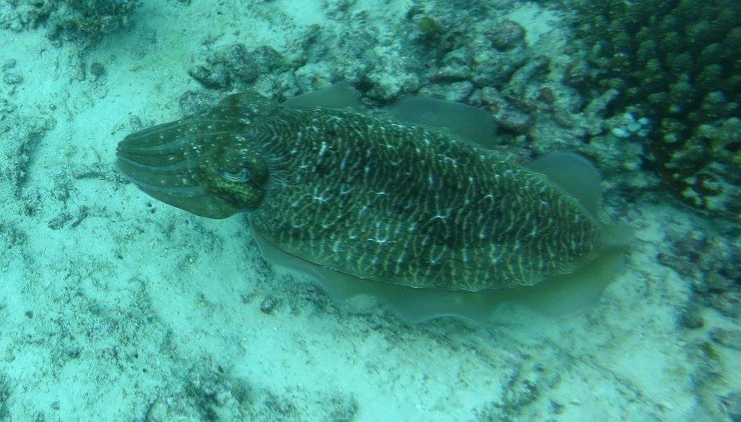 Another cephalopod, the cuttlefish.  #Maldives  #soapbubbles