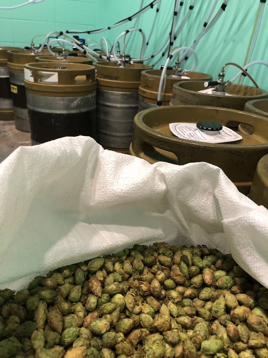 Fresh hop delivery! Announcement coming soon. #tettnang #AlbertaBeer