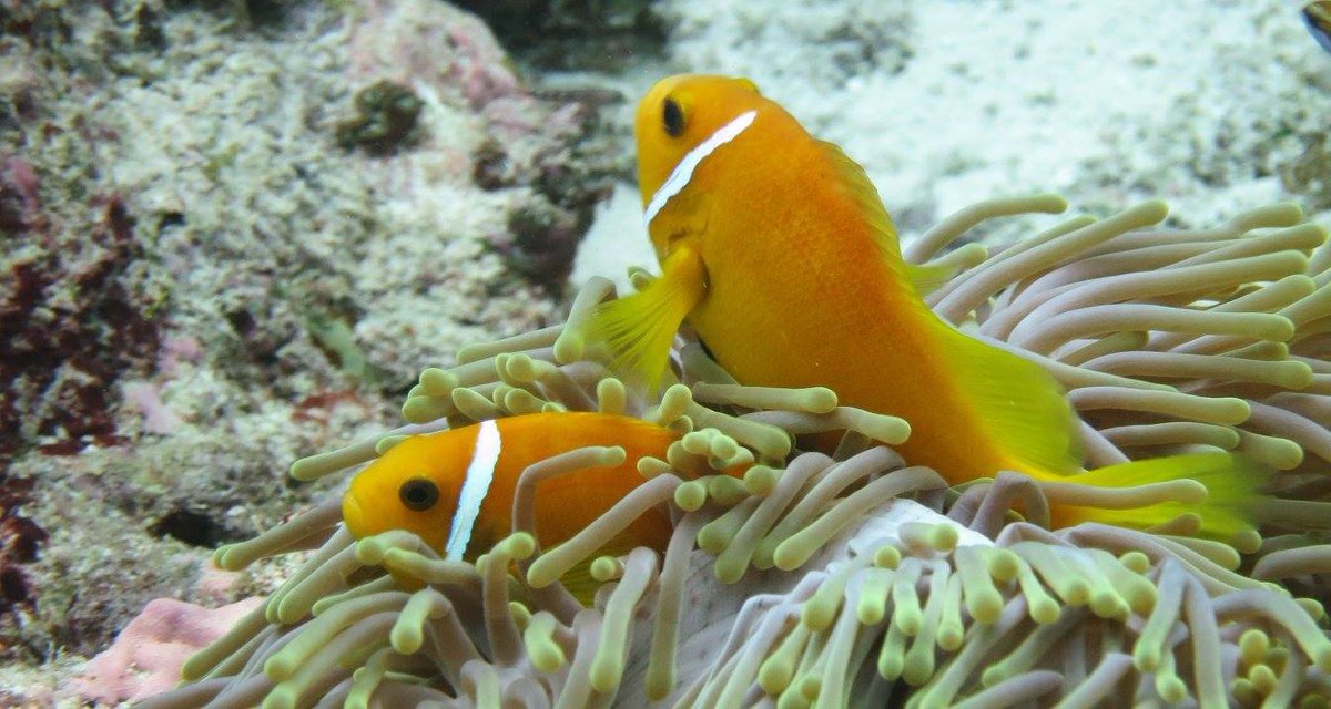 And everyone's favourite - the anemonefish. This is a Maldivian anemonefish (Amphiprion nigripes)  #soapbubbles