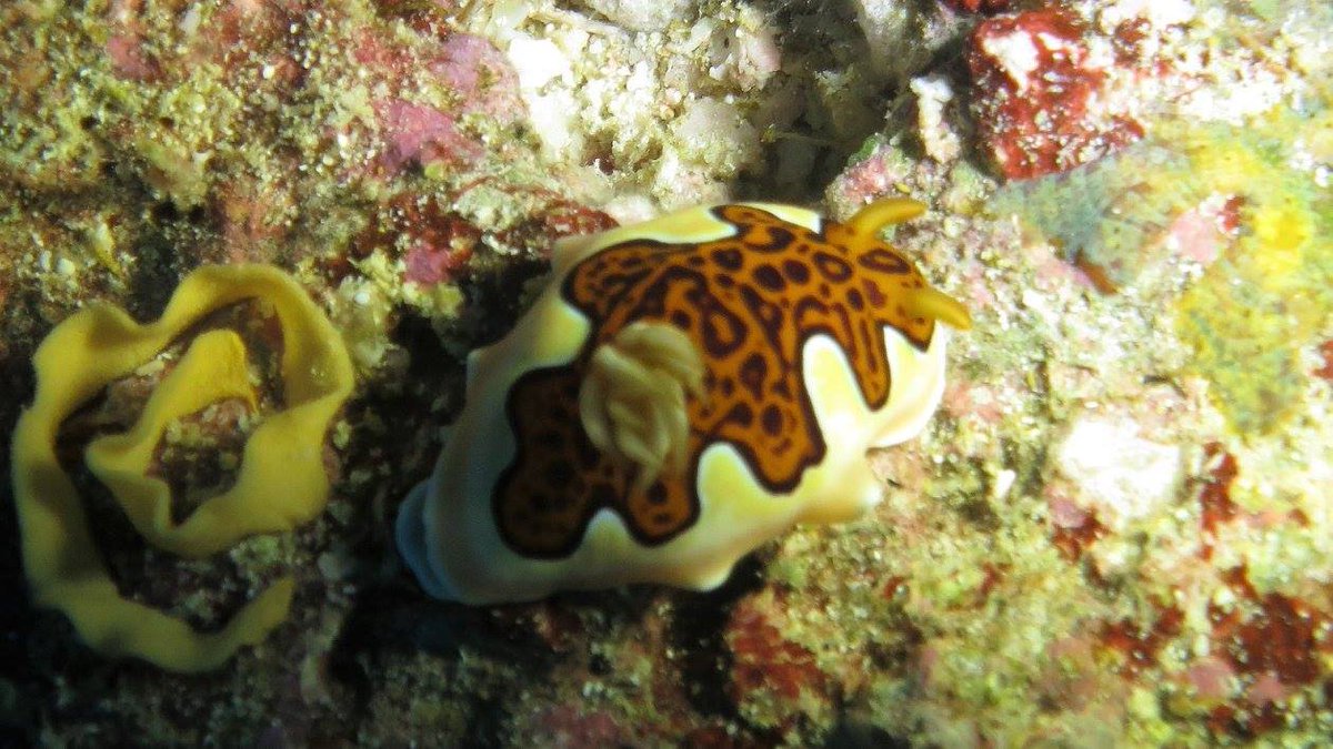 Night dive nudibranch (chromatoris gleniei)  #soapbubbles