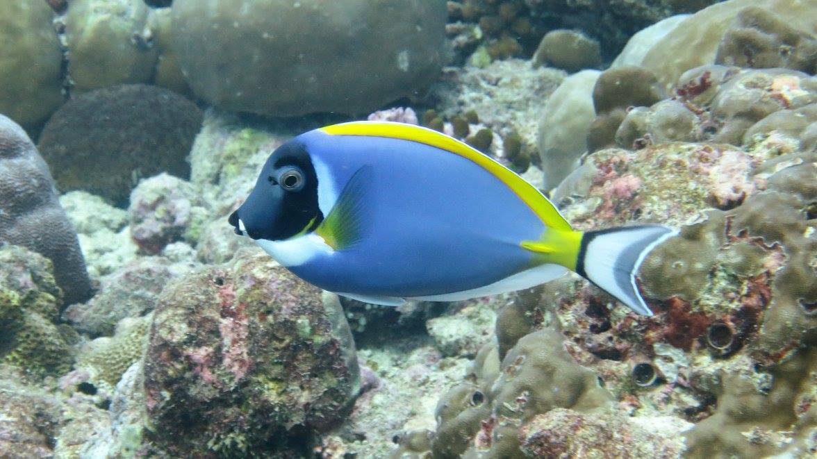 And we've not even touched on the reef fish, which are often the prettiest things you've ever seen. This is a powder-blue tang (Acanthurus leucosternon)  #soapbubbles