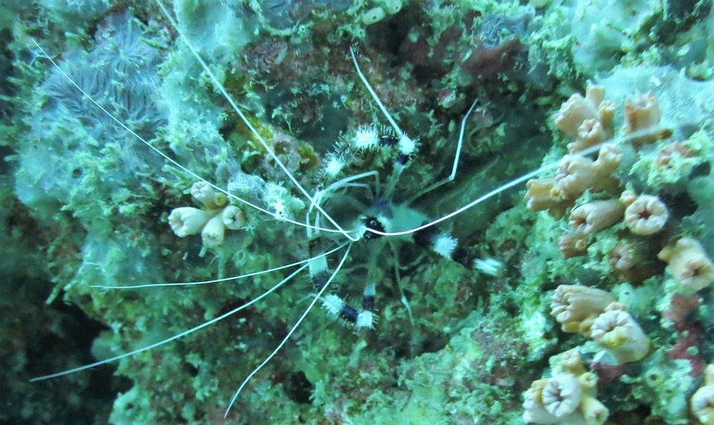 Boxer shrimp (Stenopus hispidu). Properly called a banded coral shrimp, but nicknamed because they raise their claws up in a boxing stance.  #soapbubbles