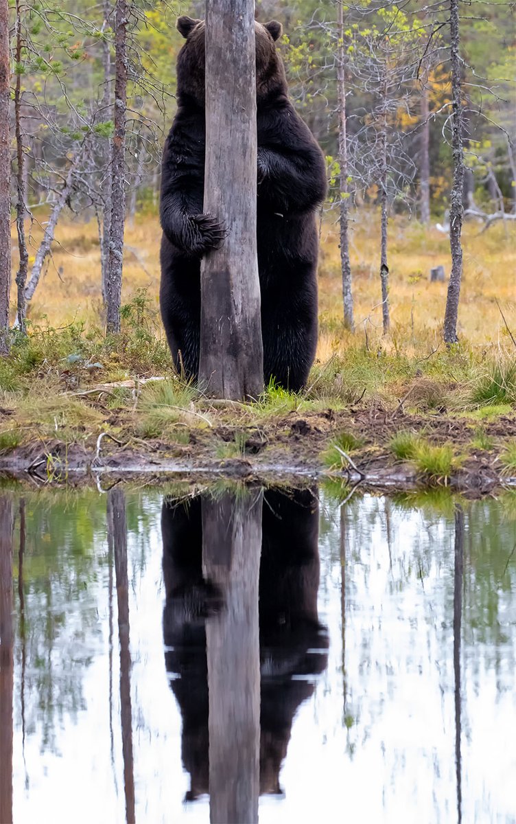 yigitak's tweet photo. Comedy Wildlife Photography Awards 2020 finalistleri belli olmuş: https://t.co/Z2zUREeAJT Her biri küçük öyküler yazmalık şahane kareler. Sanırım benim ilk üçüm de bunlar. (h/t: https://t.co/koeAIo4UP5) https://t.co/AZ0ArFrxZD