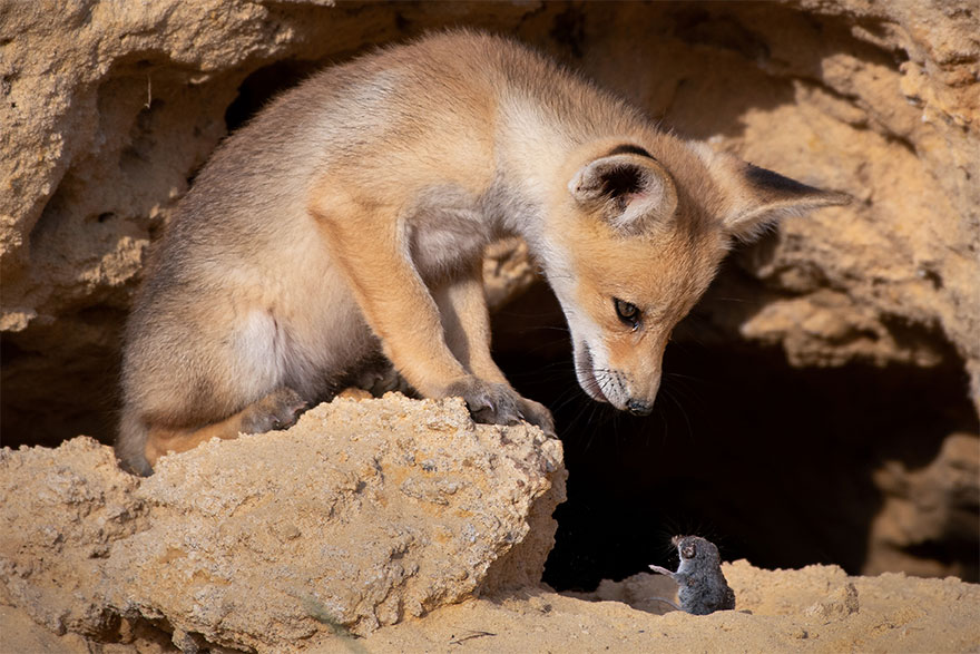 yigitak's tweet photo. Comedy Wildlife Photography Awards 2020 finalistleri belli olmuş: https://t.co/Z2zUREeAJT Her biri küçük öyküler yazmalık şahane kareler. Sanırım benim ilk üçüm de bunlar. (h/t: https://t.co/koeAIo4UP5) https://t.co/AZ0ArFrxZD