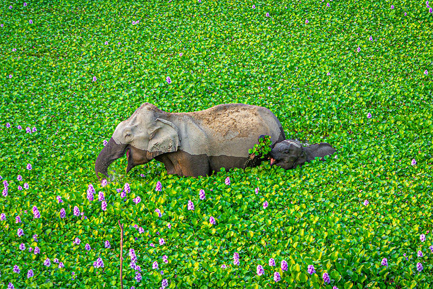 yigitak's tweet photo. Comedy Wildlife Photography Awards 2020 finalistleri belli olmuş: https://t.co/Z2zUREeAJT Her biri küçük öyküler yazmalık şahane kareler. Sanırım benim ilk üçüm de bunlar. (h/t: https://t.co/koeAIo4UP5) https://t.co/AZ0ArFrxZD