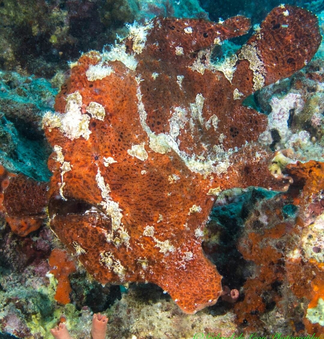 Frogfish, relative of the anglerfish and quite bonkers-looking. #seychelles  #soapbubbles