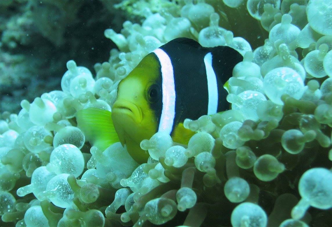 Clark's anemonefish (Amphiprion clarkii). I also love the variety of anemones you find. This one always makes me think of condoms...  #soapbubbles