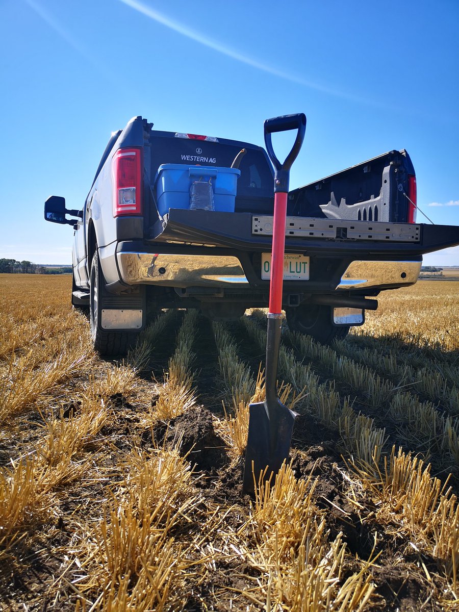 Kirsten_Roy's tweet photo. First day of fall 2020 soil sampling! Using my handy shovel to get furrow slices for proper proportions of fertilizer bands and soil profile.
#representivesample #prsprobes #soilsample #growmoreprofit #westerncdnag #stepupyoursoil
@westernagNWSask https://t.co/4FKlRBn2wG