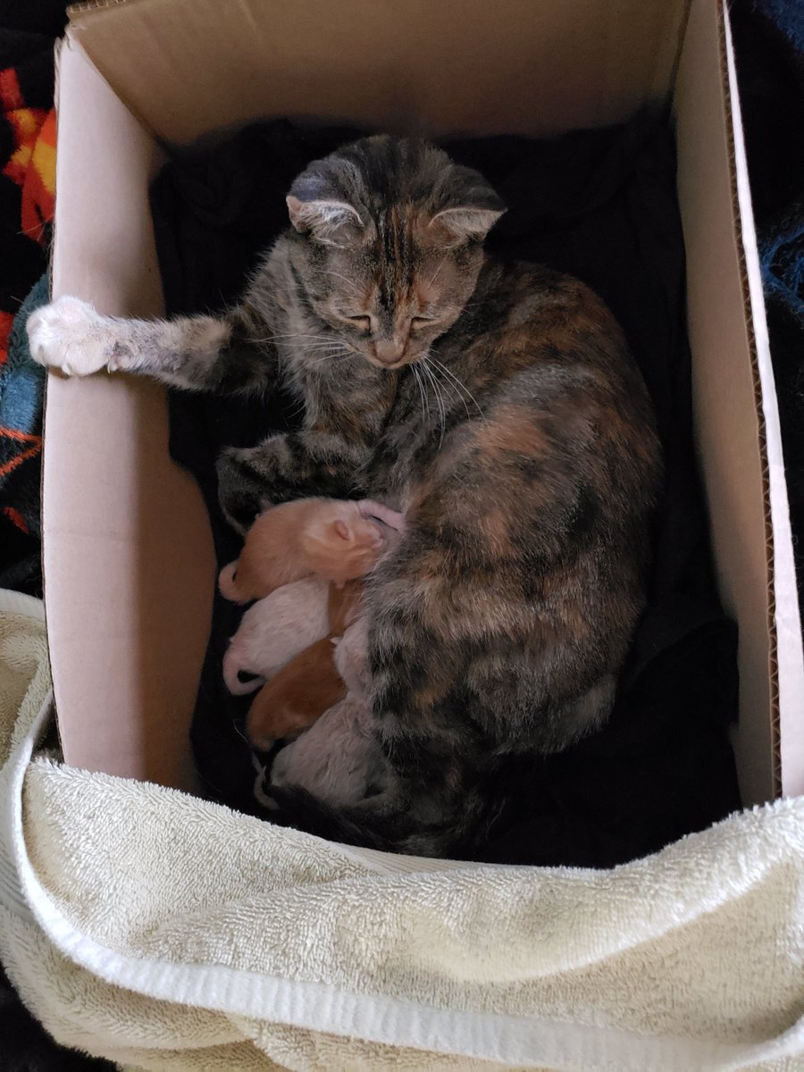 Bebe kitteh status: all attached to momma.Momma kitteh status: hanging on to the side of the box.Heating pad on low, some blankets on that, box on top of blankets, several old shirts lining the bottom of the box. Towel covering about 1/3 of the box for privacy/warmth.