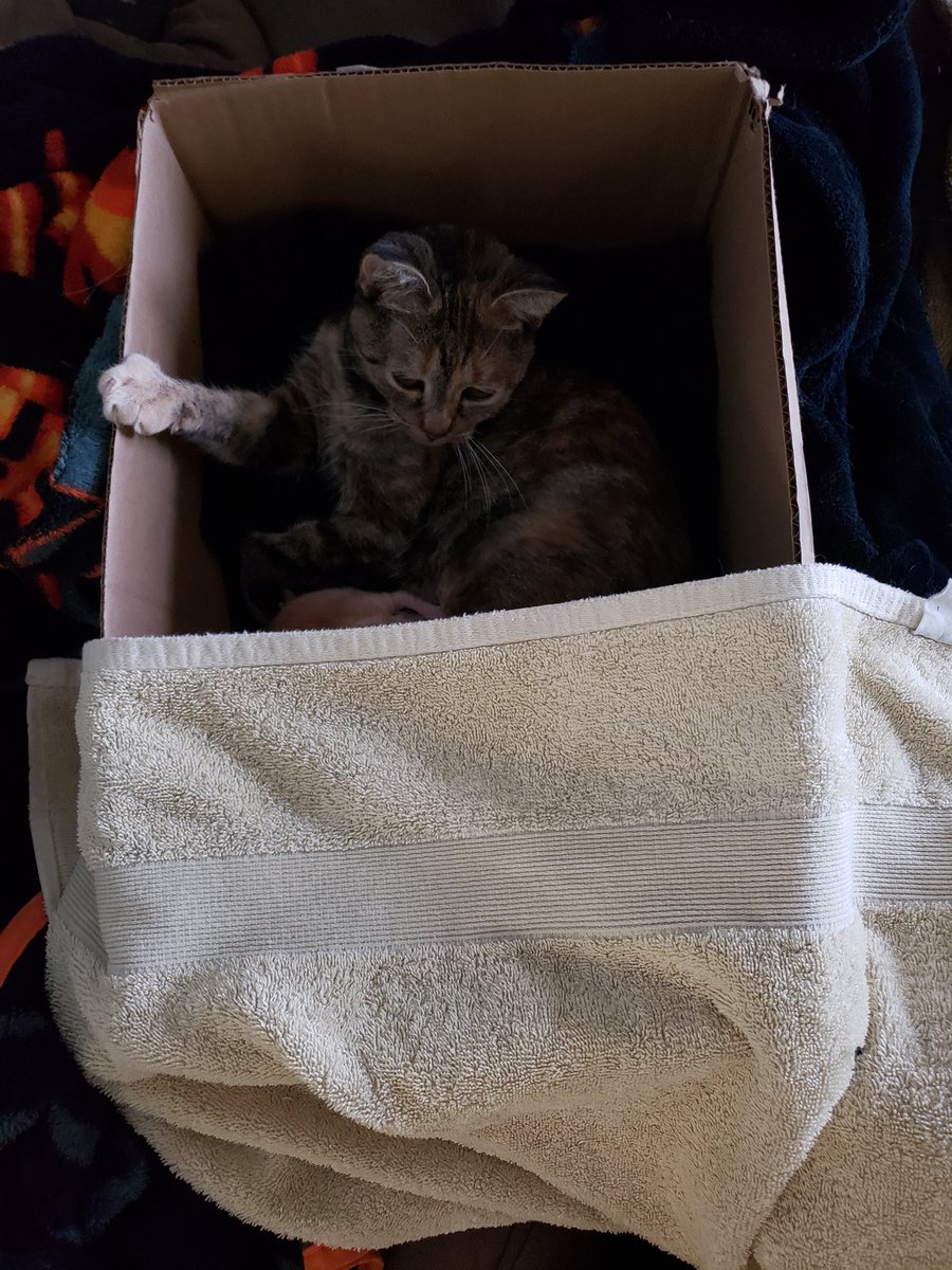Bebe kitteh status: all attached to momma.Momma kitteh status: hanging on to the side of the box.Heating pad on low, some blankets on that, box on top of blankets, several old shirts lining the bottom of the box. Towel covering about 1/3 of the box for privacy/warmth.