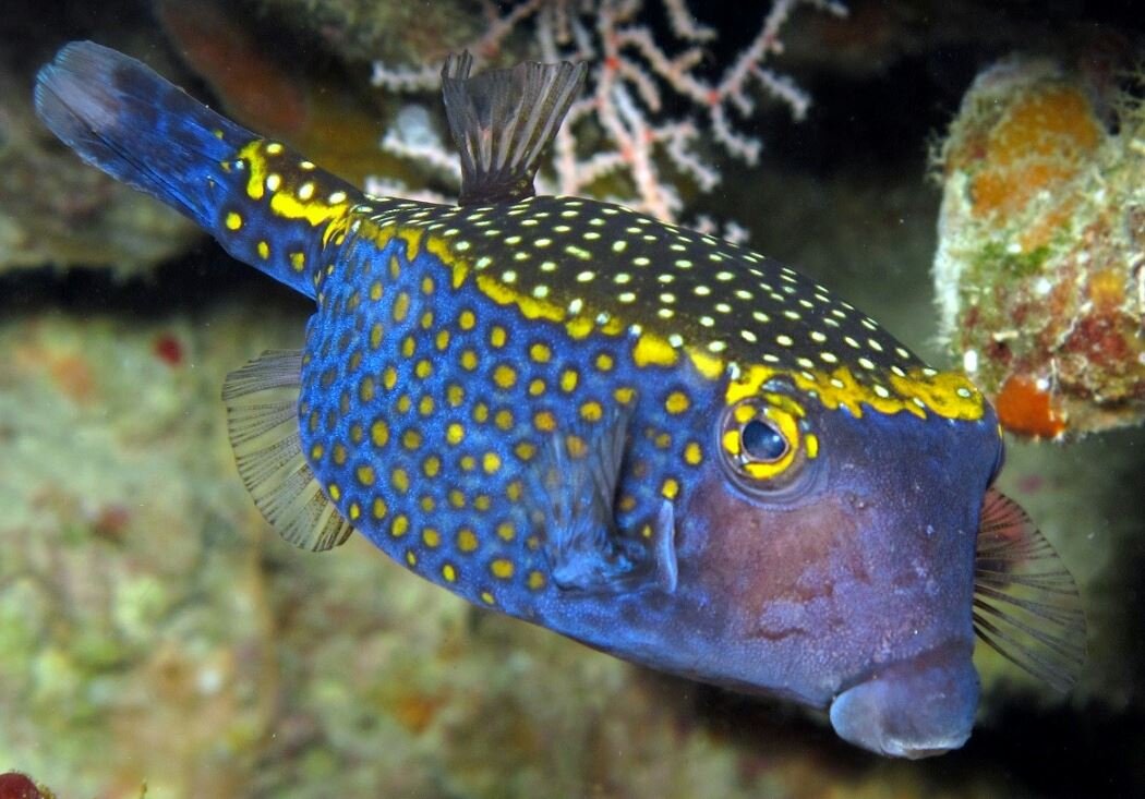 White spotted boxfish. I love boxfishes. Swimming cubes - what's not to love?  #soapbubbles