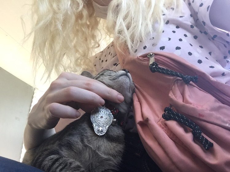 sulearapoglu's tweet photo. Bugün karakolda böyle tasması olan bir kedi gördüm 😍 https://t.co/112hhH7riN