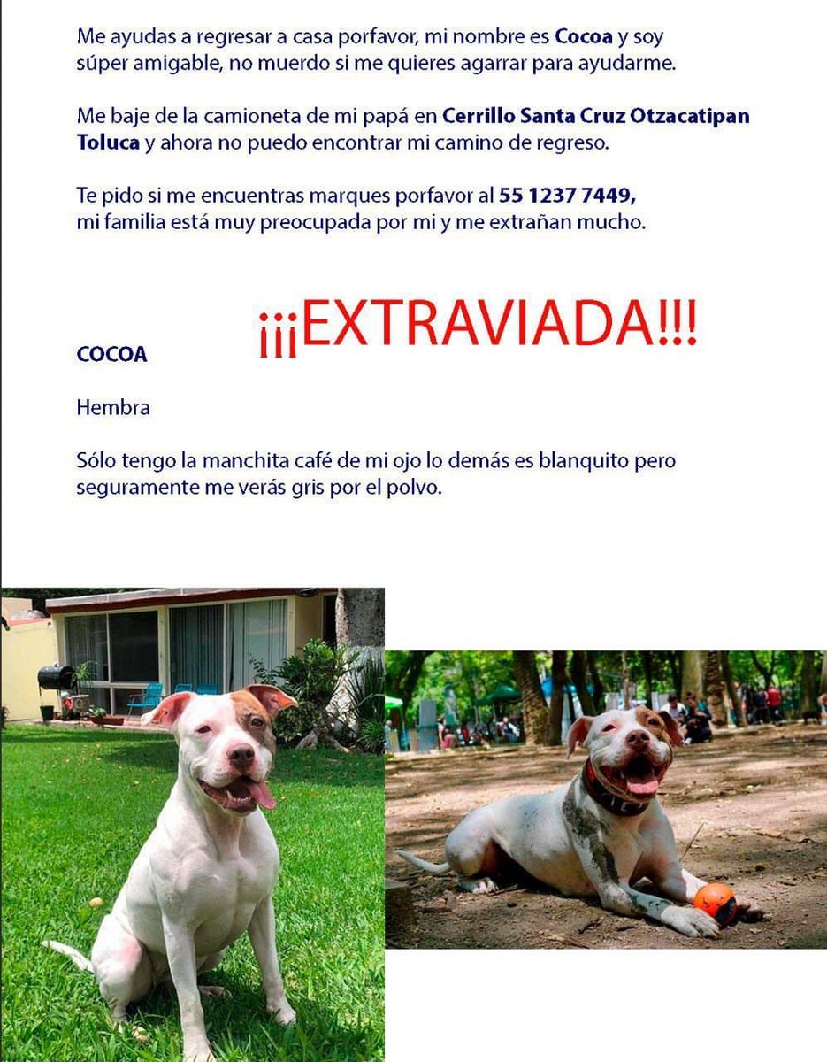 Por favor compartan, es la perrita de una amiga ✨🙏🐶