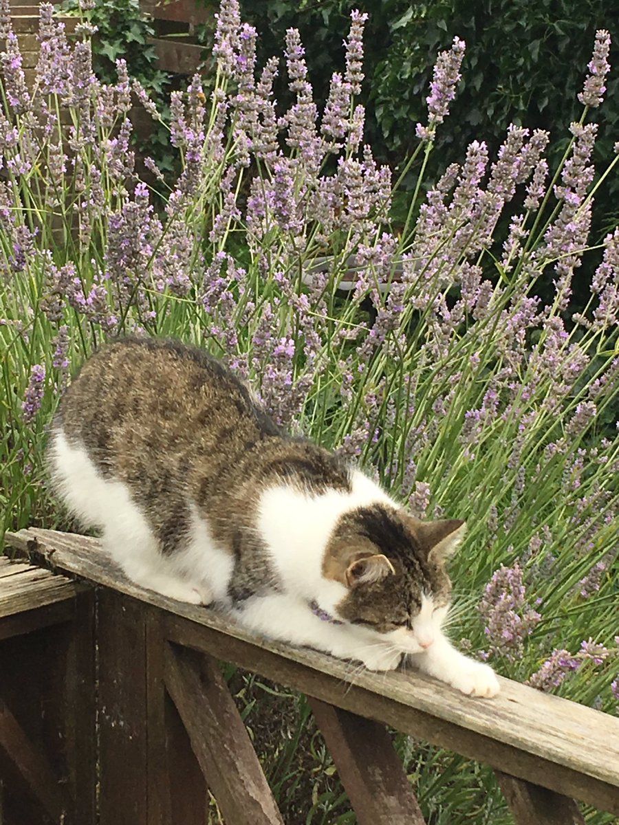 Julia McGhee tweet media