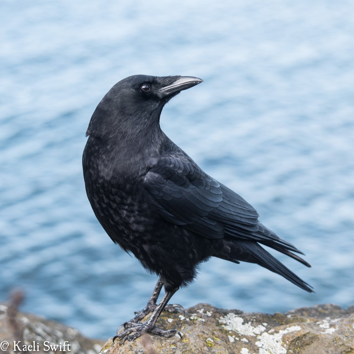 Things are...overwhelming. Give yourself a  #crow break. I know I need one. Chapter one: Glamor crows