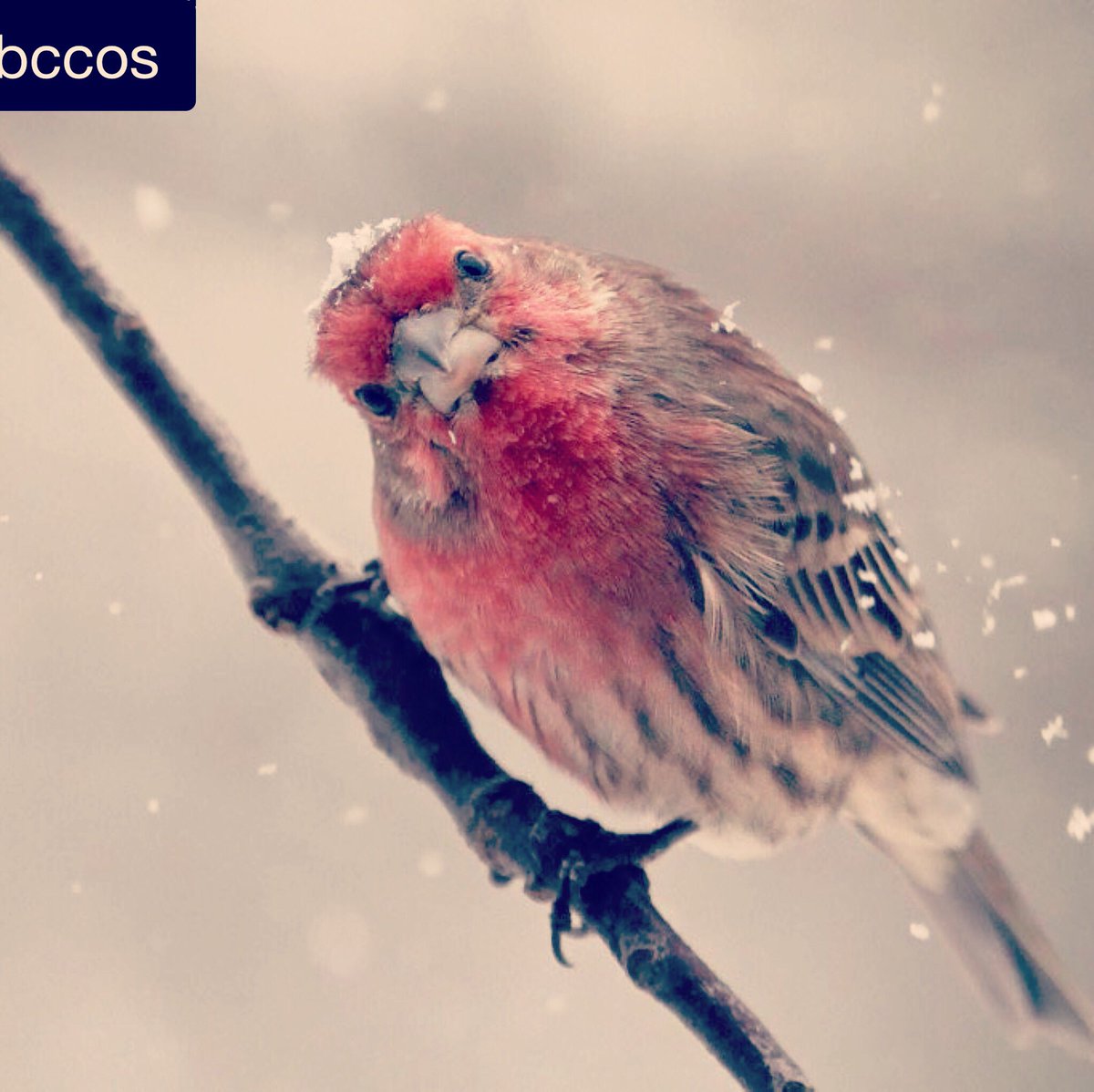 wildbird7370's tweet photo. Snow in September? 

A view from our store in Colorado Springs today 

#snowbirds #septembersnow #northerncardinal #birdfeeding #backyardbirds #bestbirdshots #birdvibrance #birders #birderslife #birdersofinstagram #birdwatching #naturelovers #getoutside #wildbirdcentersofamerica https://t.co/4iT9P4grOf
