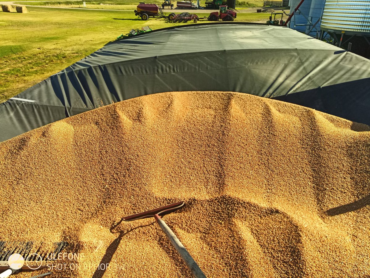 Joe_Widdup's tweet photo. Today's harvest reminder is to remember to untarp your grain cart 😡 https://t.co/WnxV0wF5rv