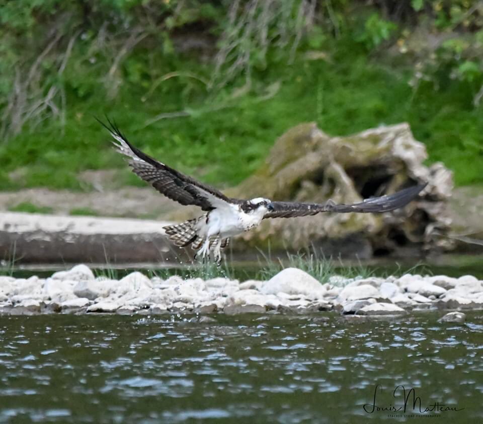 Lmatteau66's tweet photo. 202009021940- Iris at take off. Later in the evening flying a branch to the stadium lights. @HellgateOsprey #cornellbirds #ospreys #ospreysofinstagram #riverlove #birdsofmontana #montana #clarkforkriver #birdsofinstagram #ospreylove #veteran #chooselifewarrior #armystrong #sigma https://t.co/1R0cXUDZQs