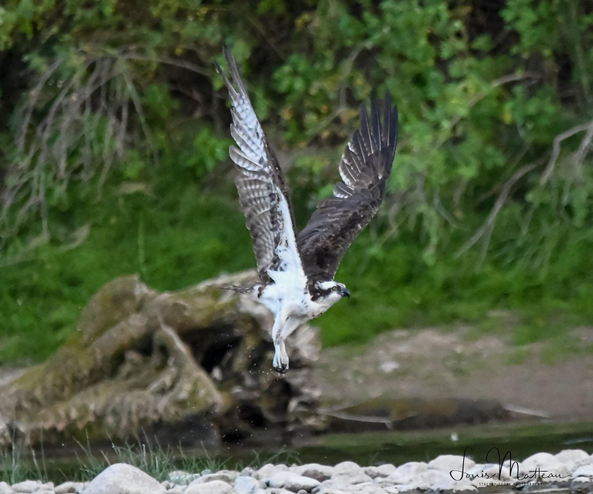 Lmatteau66's tweet photo. 202009021940- Iris at take off. Later in the evening flying a branch to the stadium lights. @HellgateOsprey #cornellbirds #ospreys #ospreysofinstagram #riverlove #birdsofmontana #montana #clarkforkriver #birdsofinstagram #ospreylove #veteran #chooselifewarrior #armystrong #sigma https://t.co/1R0cXUDZQs