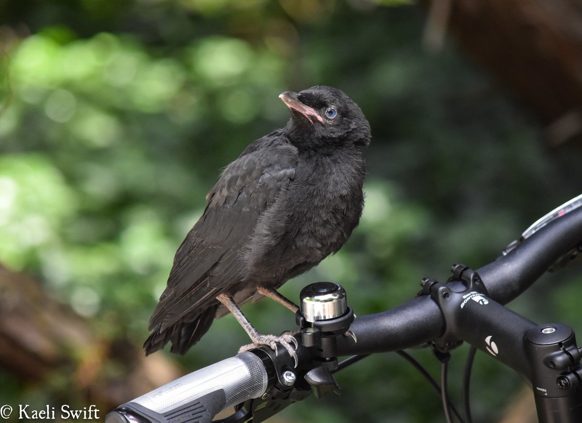 Chapter two: Baby crows