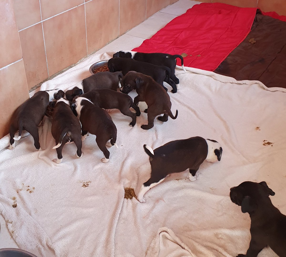 El más pequeño pesa 1 kg, el más grande 1.700, son en total 12 hermanos  que ayer quedaron huérfanos al morir su madre atropellada, apenas empiezan a comer solos, va a ser un largo camino pero saldremos adelante.