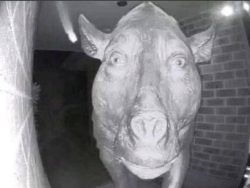 babies : a thread (this is a joke thread)