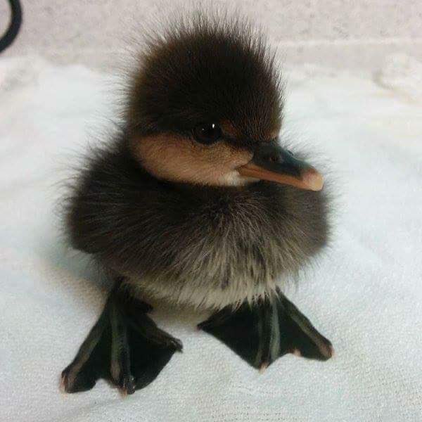 im sorry for this awful thread heres this cute duck as an apology please forgive me