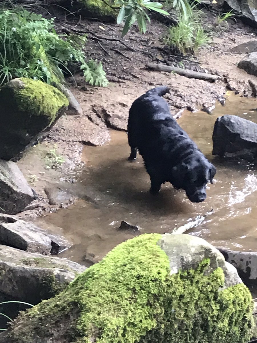 For me it was visiting Swallow Falls State Park and enjoying some much needed river relaxation time with <a href="/samzwerling/">Sam Zwerling</a> and Freddie! #mdopenspaces