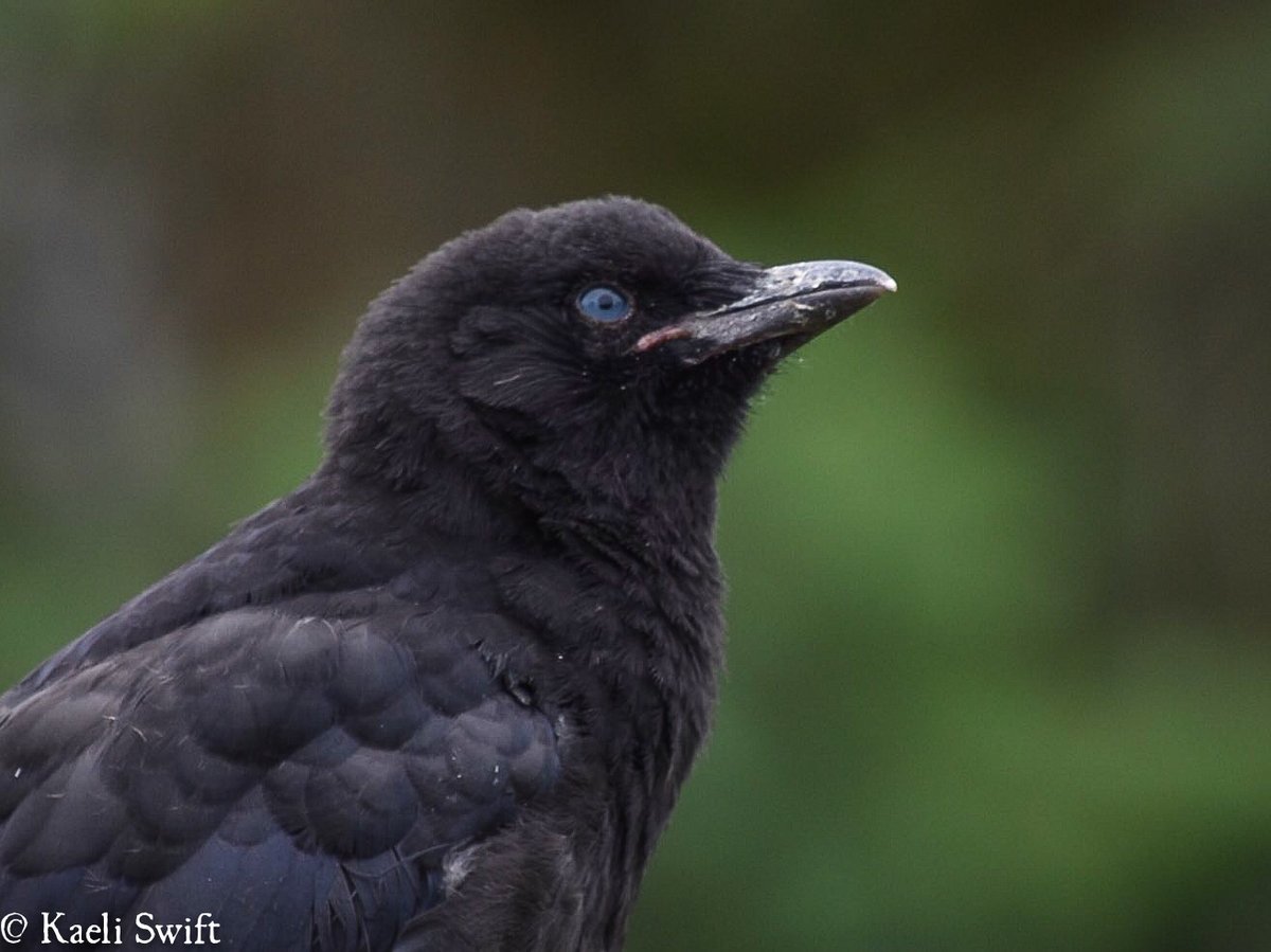 Chapter two: Baby crows