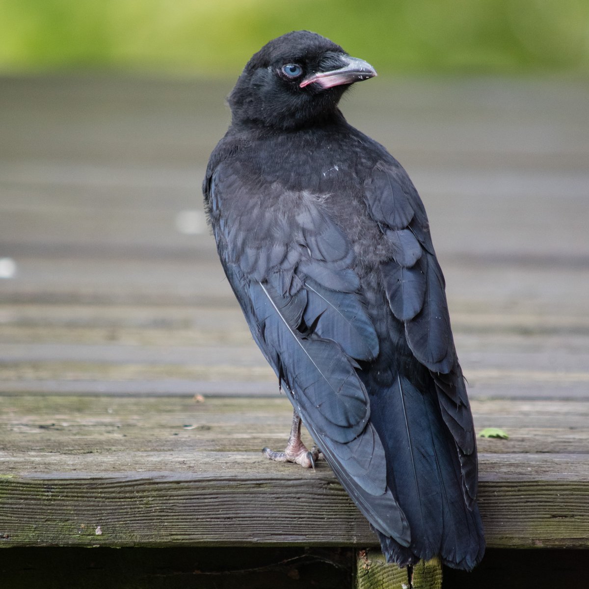 Chapter two: Baby crows