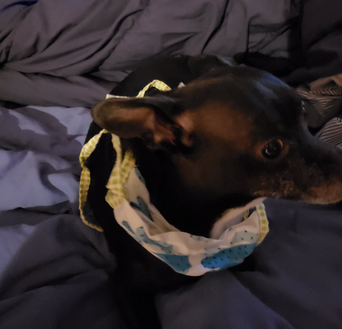 andrepontj's tweet photo. @criticalthotcop When you're trying to protect the pup from the terrible #AirQuality in #Oregon, but you're also silly AF.
Photo 1 [black chihuahua correctly wearing a yellow &amp; blue homemade face mask] was captured 1 second before photo 2 [same dog successfully turned the mask into a neckerchief] https://t.co/uDLhmomStB