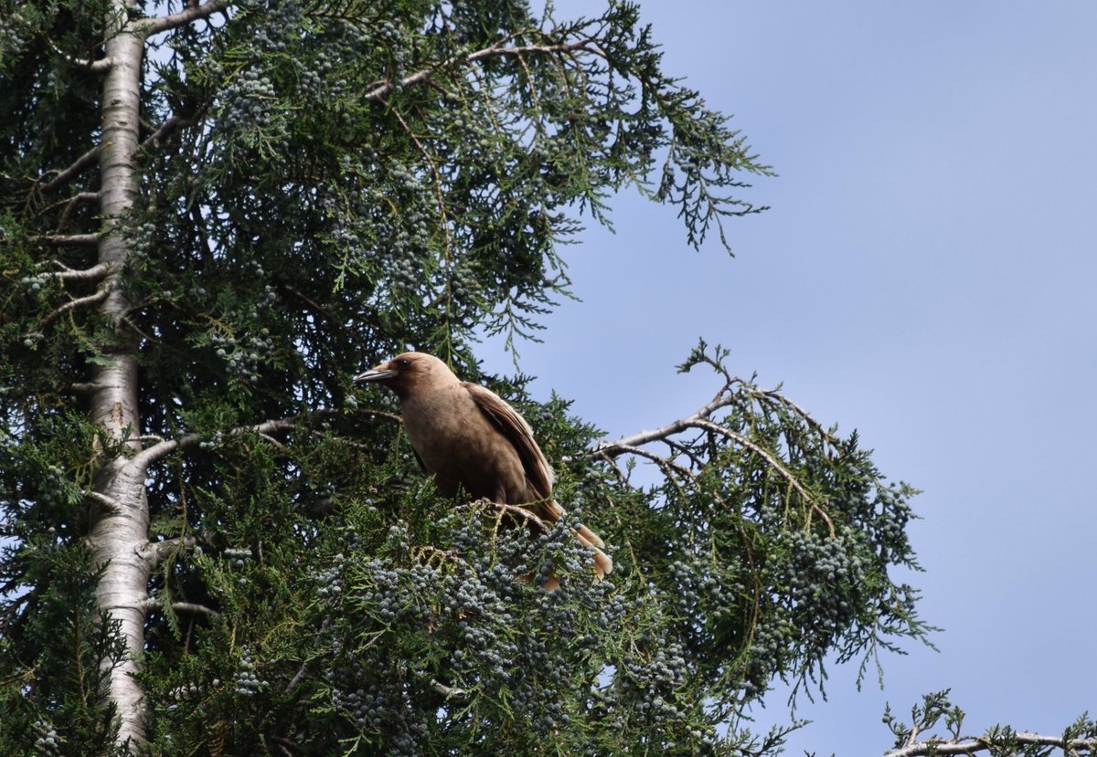 Chapter three: Leucistic crows (Find info on what makes these crows this color here:  https://corvidresearch.blog/2017/03/02/have-you-ever-seen-a-caramel-crow/)