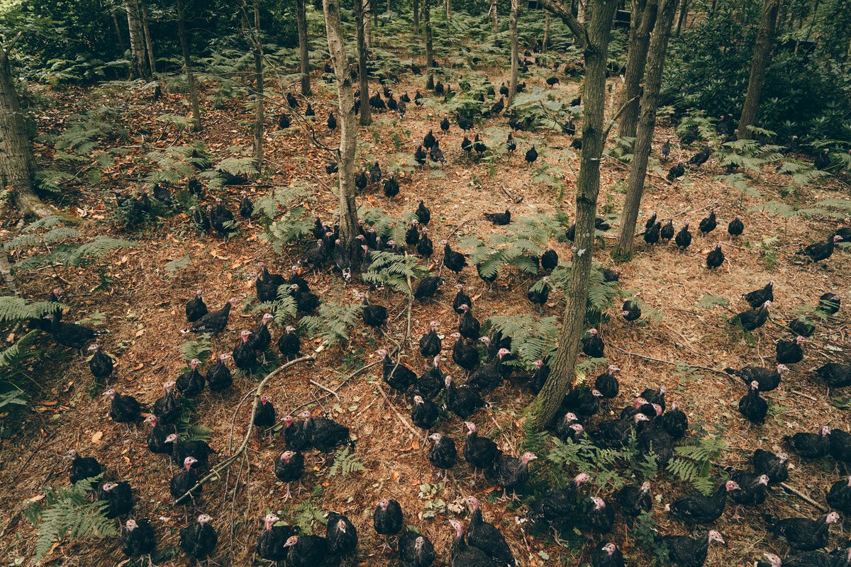 Living young, wild and free! 🙌🦃
.
.
.
#kellybronze #bredtobewild #youngwildandfree #turkey #christmas #farming