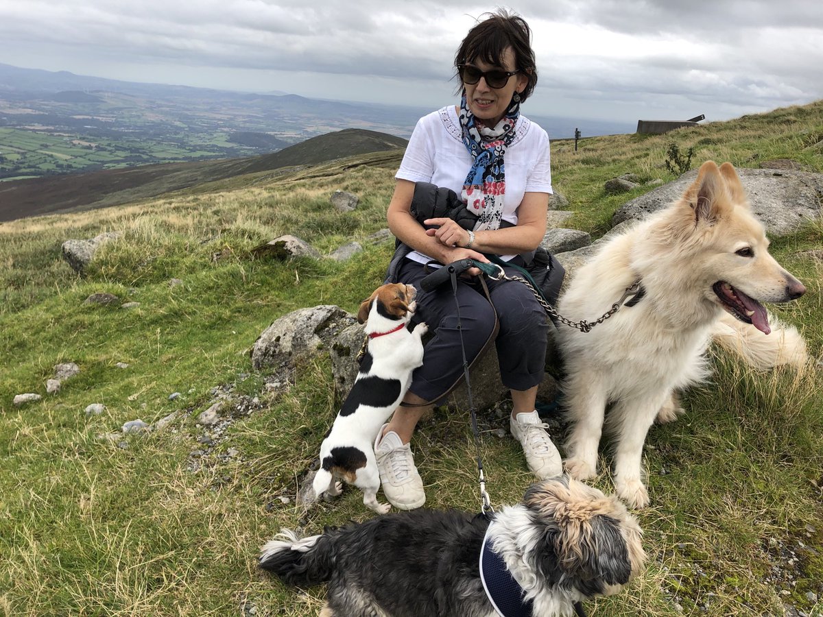 PaulaWardsIre's tweet photo. My local guides Mika, Mille &amp; Max brought me to the top of Mount Leinster today where you can see all the way to the Celtic Sea #Carlow #Wexford #irelandsancienteast https://t.co/xOXuDkEkvv