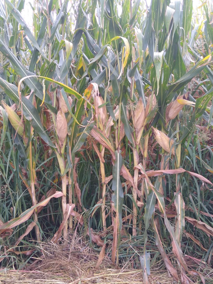 chelyds22's tweet photo. Recorrido por parcela del señor Alfonso Sandoval.#cueramaro ..muy satisfecho con los resultados del trabajo realizado,siembra, riego, fertilización. @AguaUso y capacitación @SDAyR_GTO. Trabajando para el campo guanajuatense. https://t.co/DQF5DK2Z0v